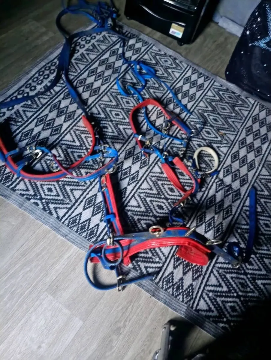 Shenland pony harness - Image 1