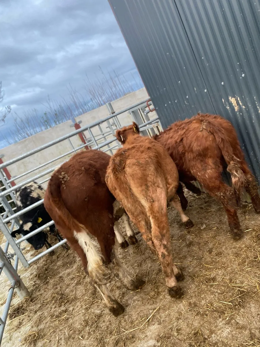 3 heifer weanlings @€975 - Image 1