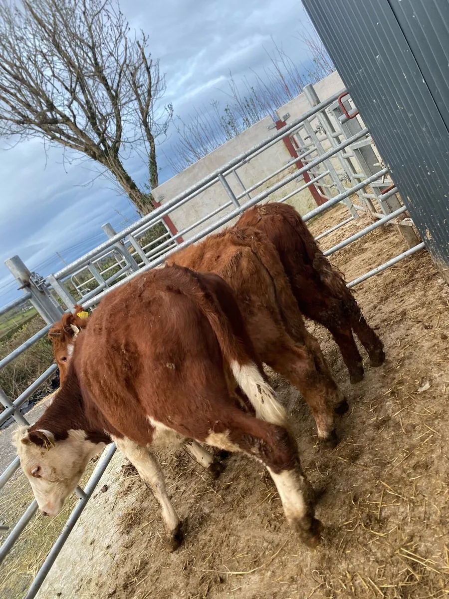 3 heifer weanlings @€975 - Image 2