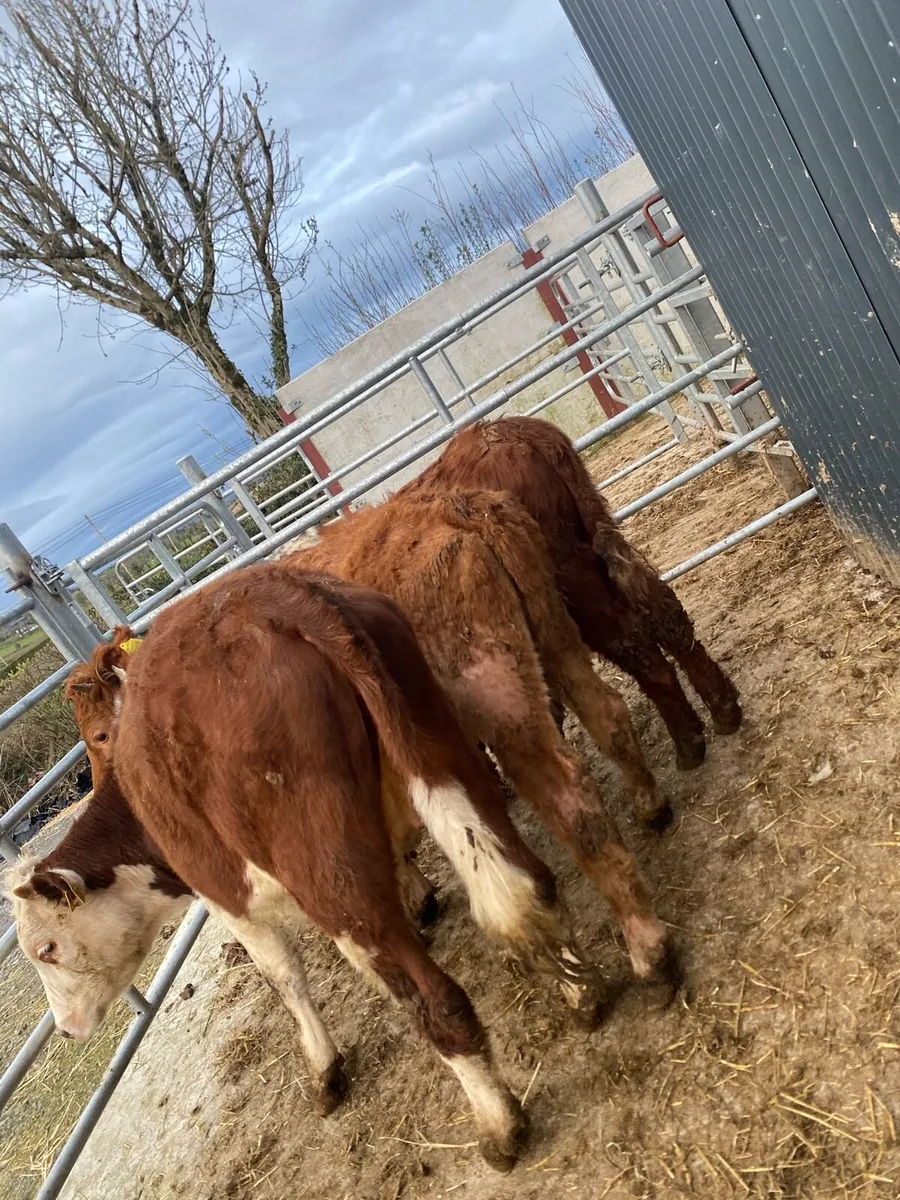3 heifer weanlings @€975 - Image 3
