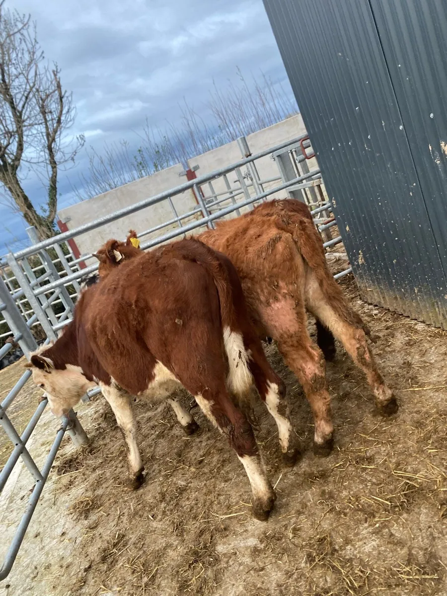 3 heifer weanlings @€975 - Image 4