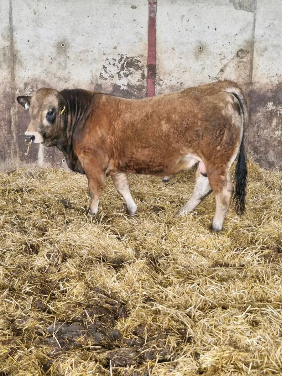 PBR AUBRAC BULL - Image 1