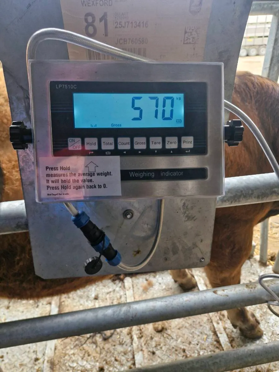 PBR AUBRAC BULL - Image 4