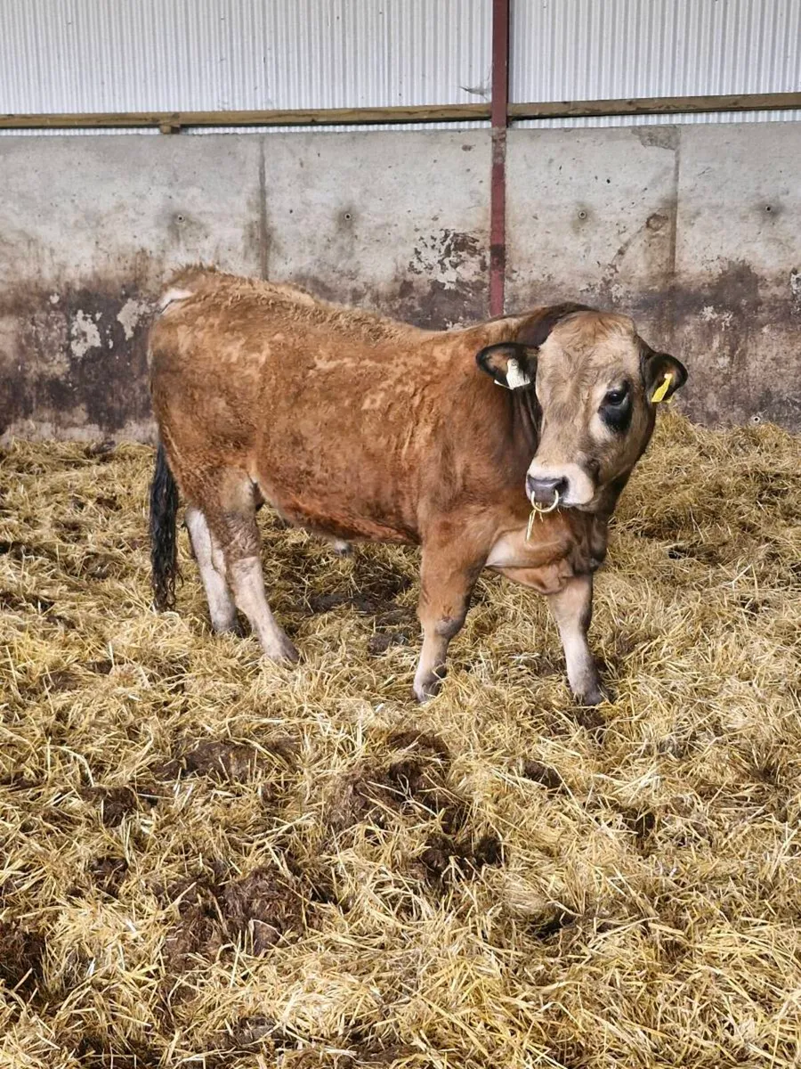 PBR AUBRAC BULL - Image 2