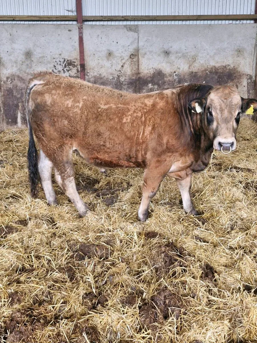 PBR AUBRAC BULL - Image 3