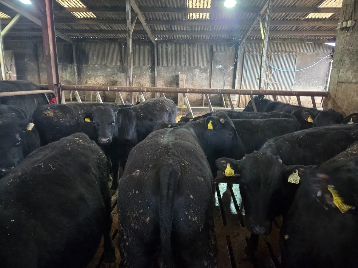 Angus Weanling Bulls Ready for Grass - Image 1