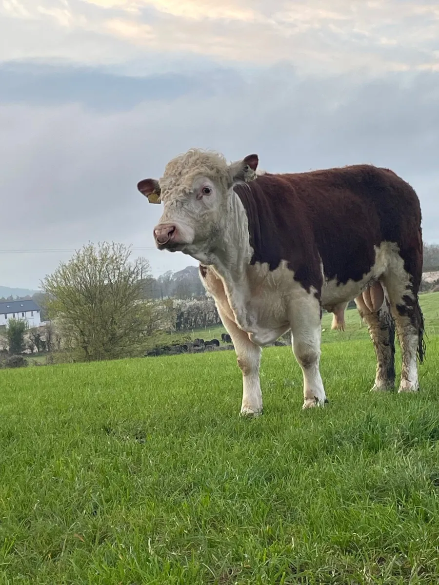 Pedigree Hereford Bull - Image 1