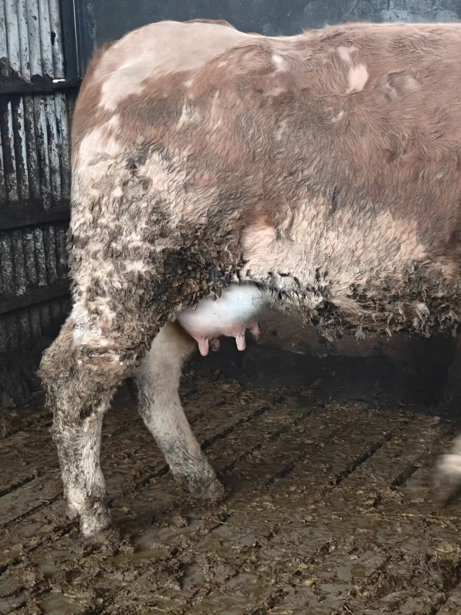 Foster Cow - Image 1