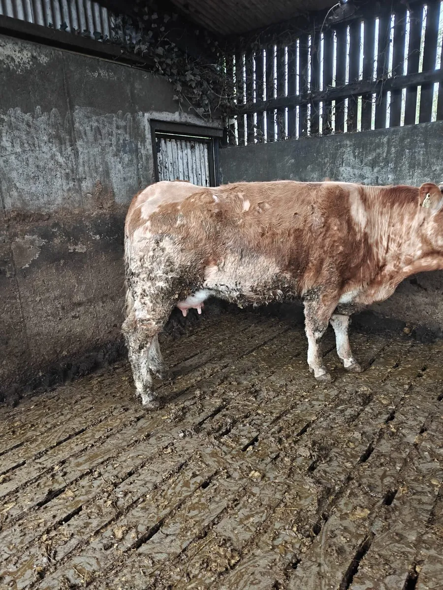 Foster Cow - Image 2