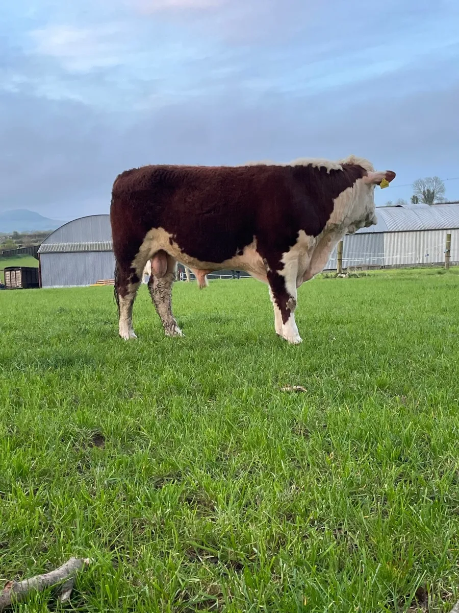 Pedigree Hereford Bull - Image 3