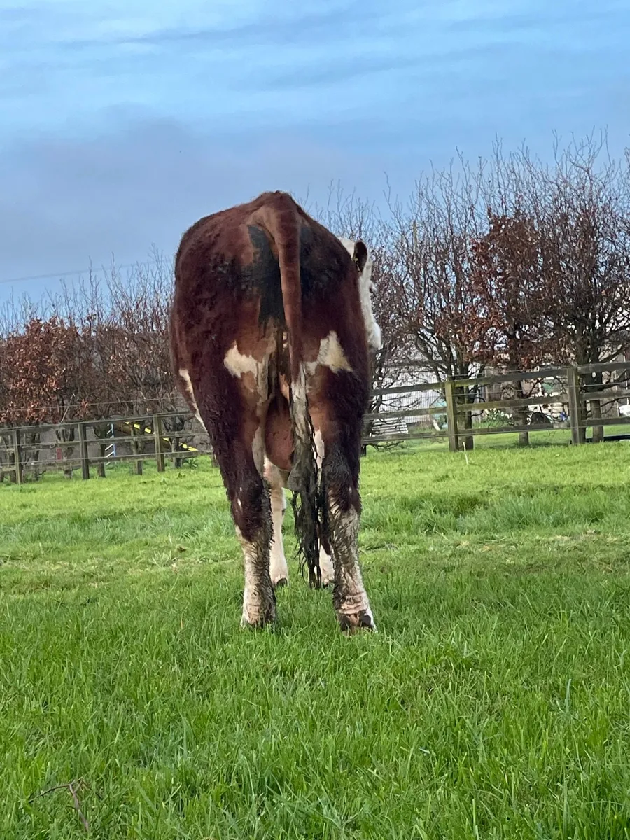 Pedigree Hereford Bull - Image 4