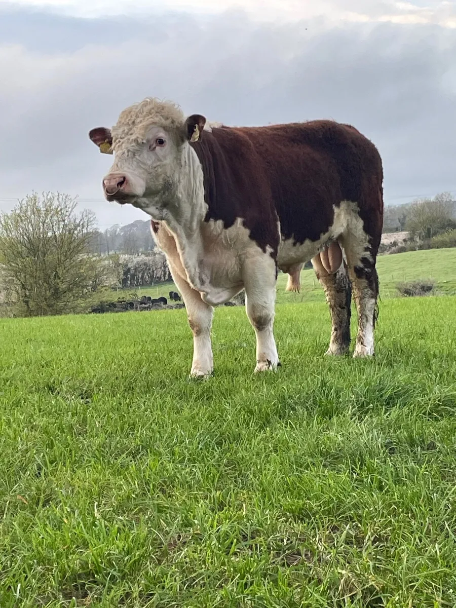 Pedigree Hereford Bull - Image 2