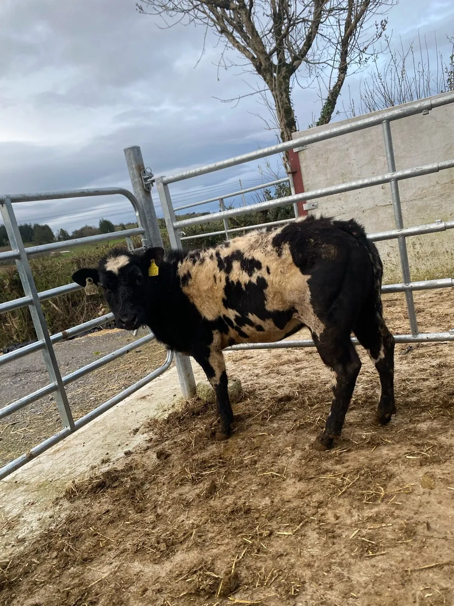 Super blue heifer - Image 3