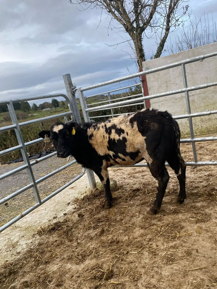 Super blue heifer - Image 1