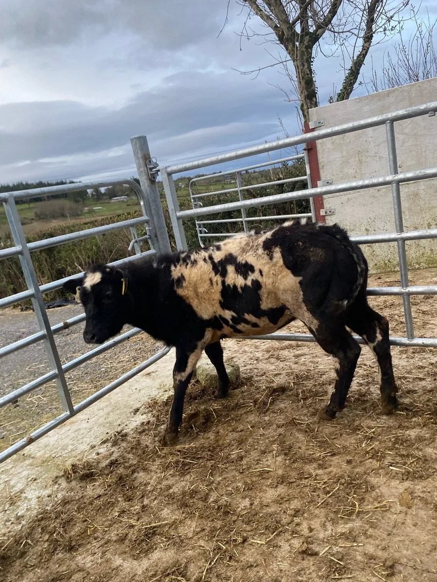 Super blue heifer - Image 2