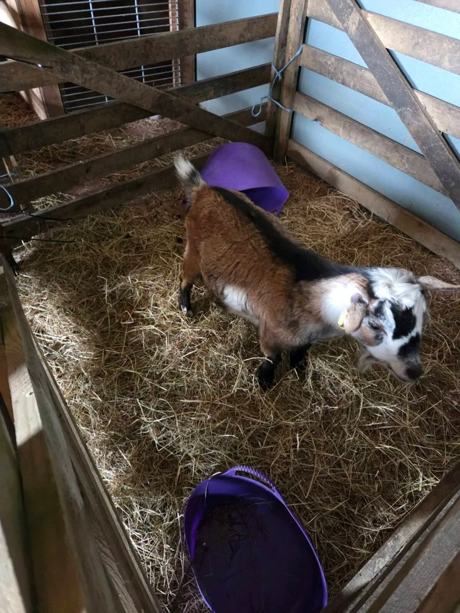 Coloured Female Pygmy Goat - Image 2