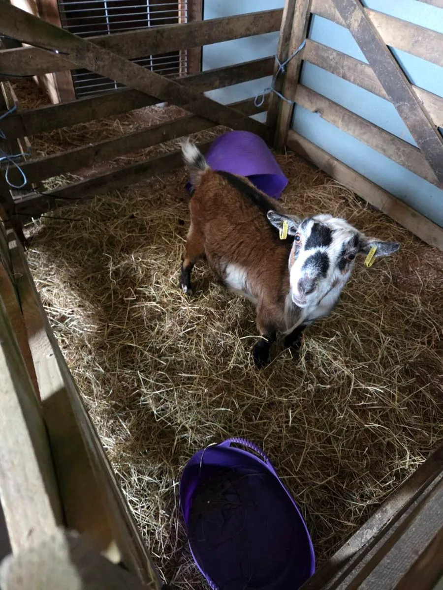 Coloured Female Pygmy Goat - Image 3
