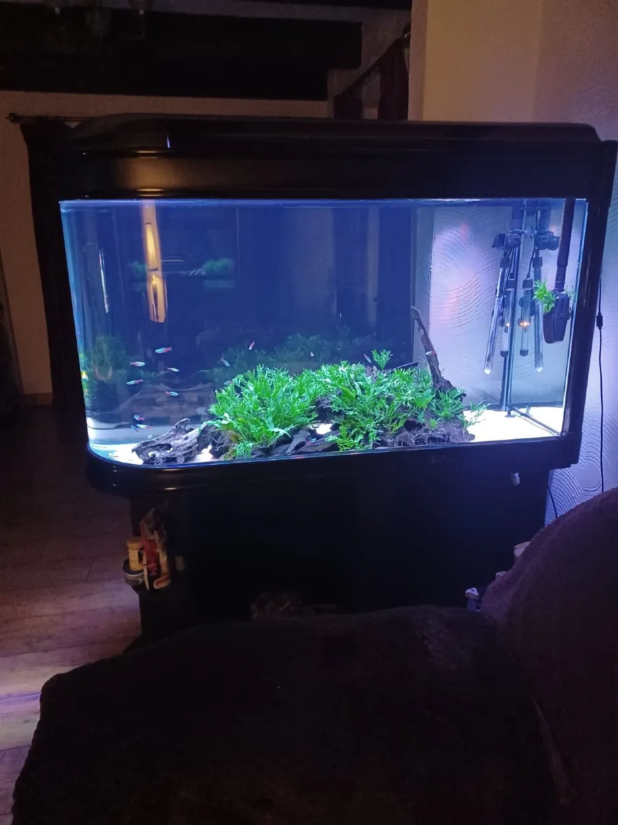 Fish Tank - Image 1