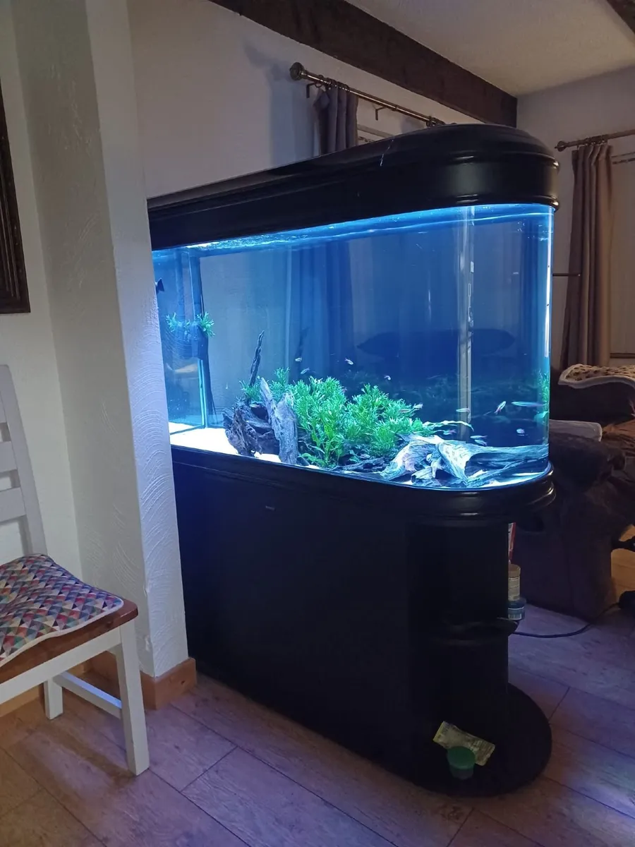 Fish Tank - Image 3
