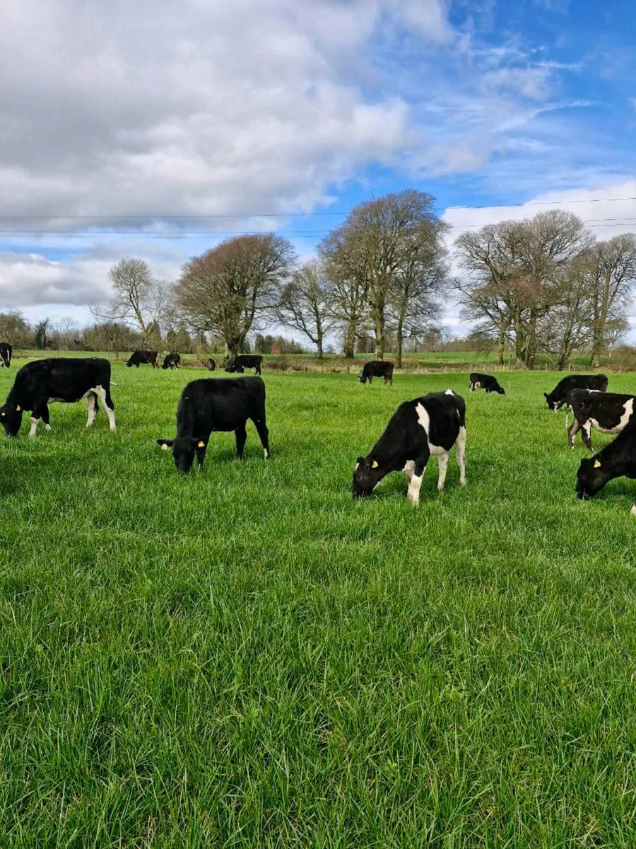 🐄 Maiden Heifers 🐄 - Image 3