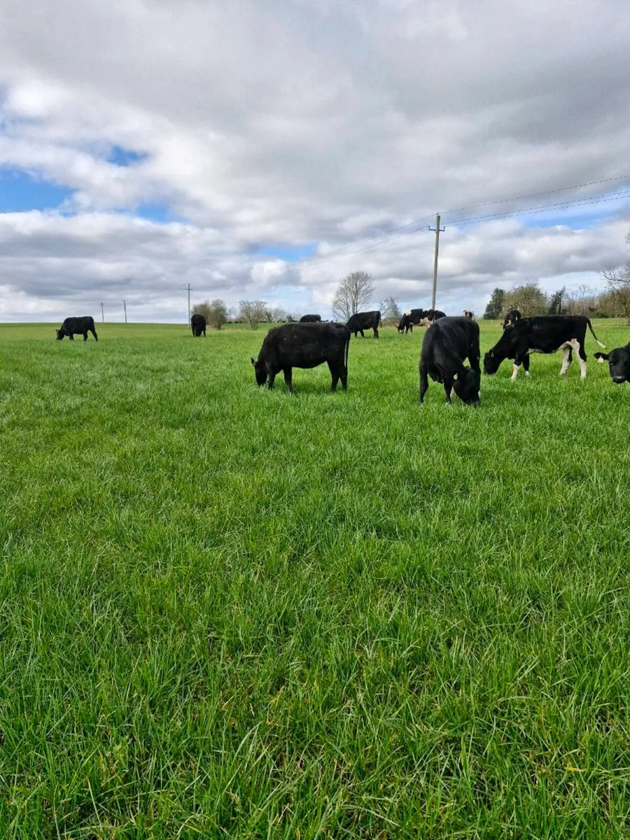 🐄 Maiden Heifers 🐄 - Image 4