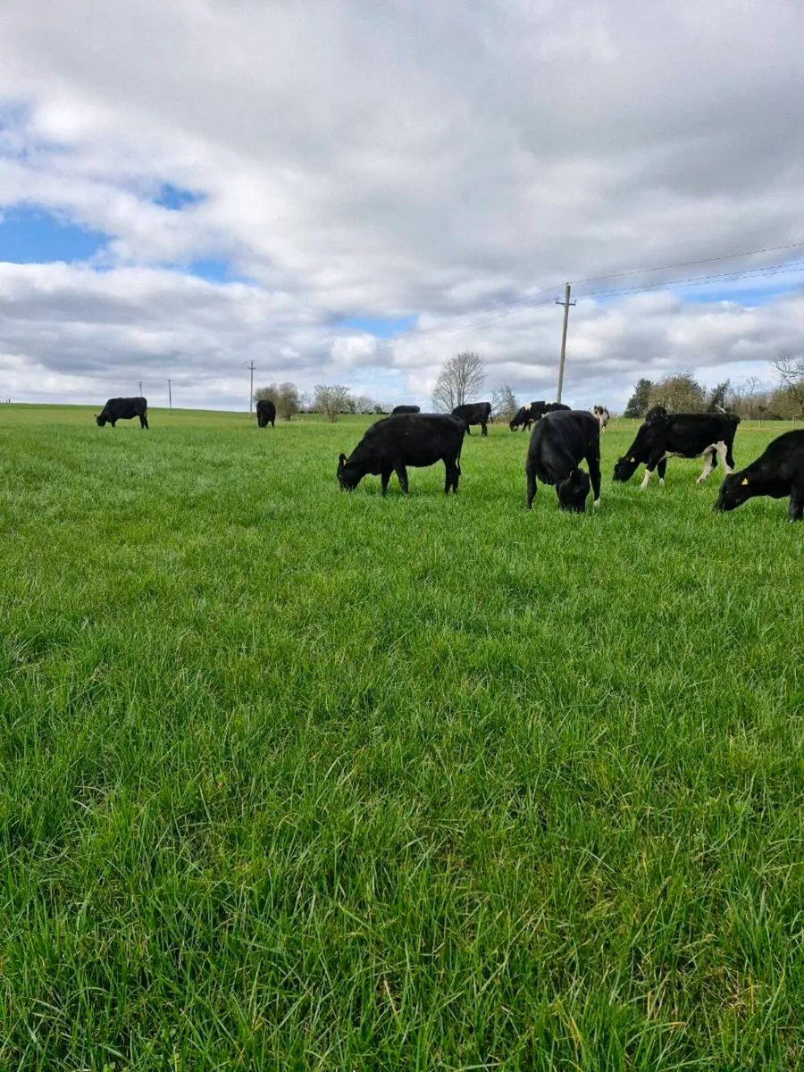 🐄 Maiden Heifers 🐄 - Image 2