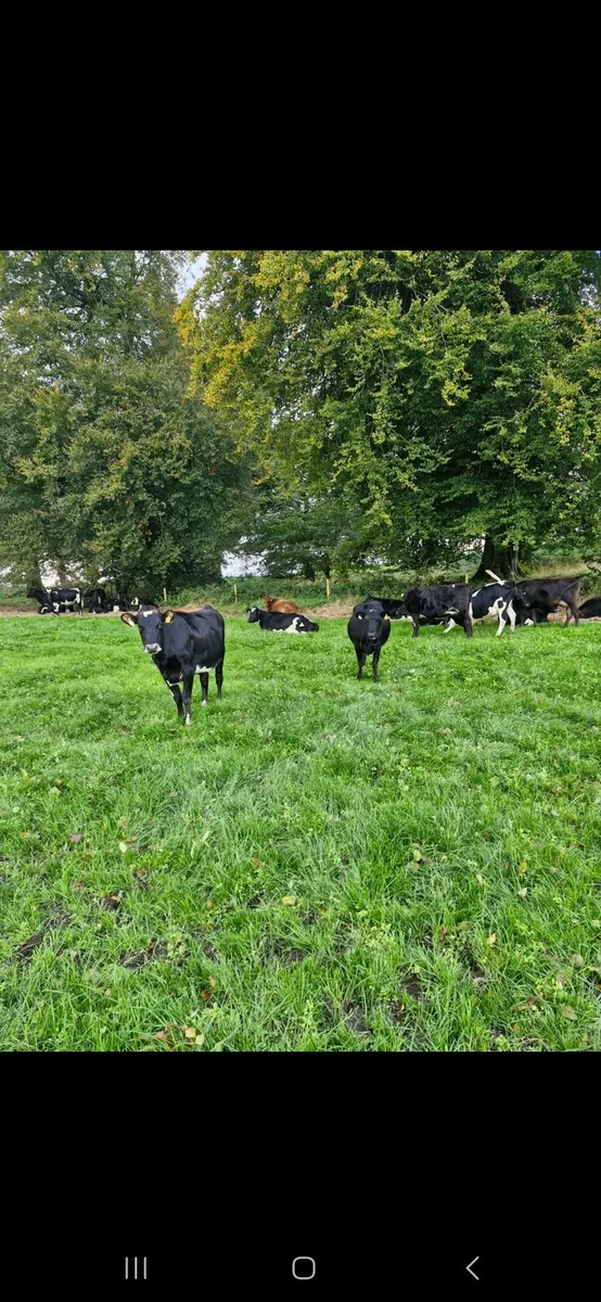 🐄 Maiden Heifers 🐄 - Image 1