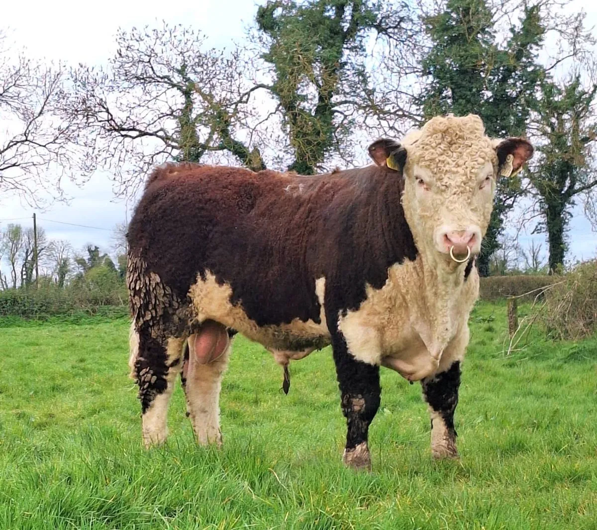 Hereford bulls - Image 1