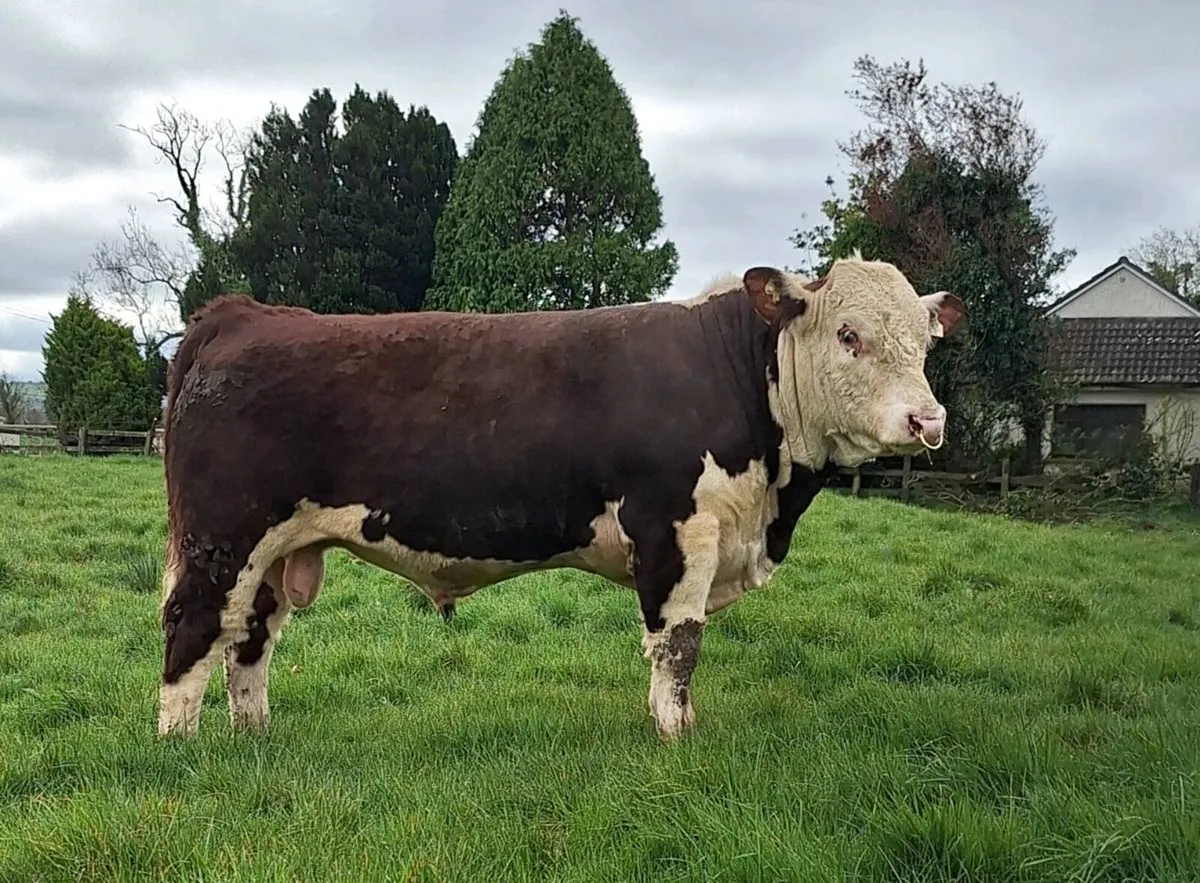 Hereford bulls - Image 2