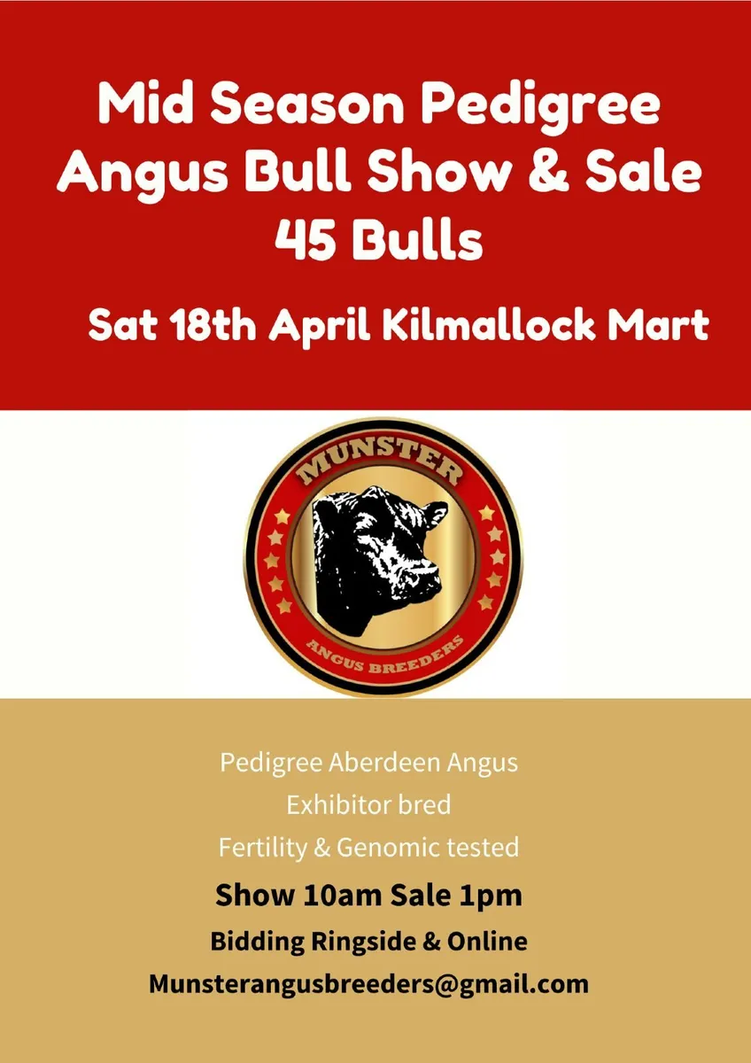 Pedigree Angus Corrin & Kilmallock - Image 2
