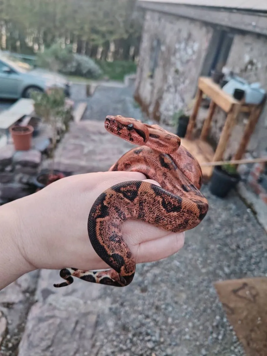 Blood red boa - Image 1