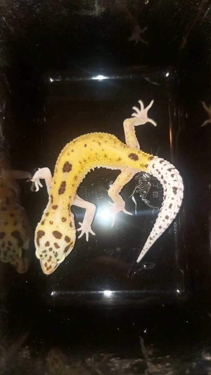 Leopard and crested geckos - Image 1