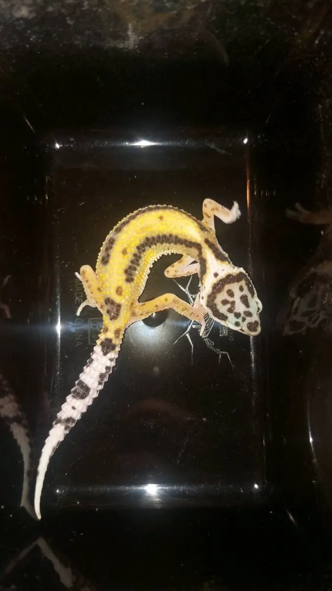 Leopard and crested geckos - Image 2