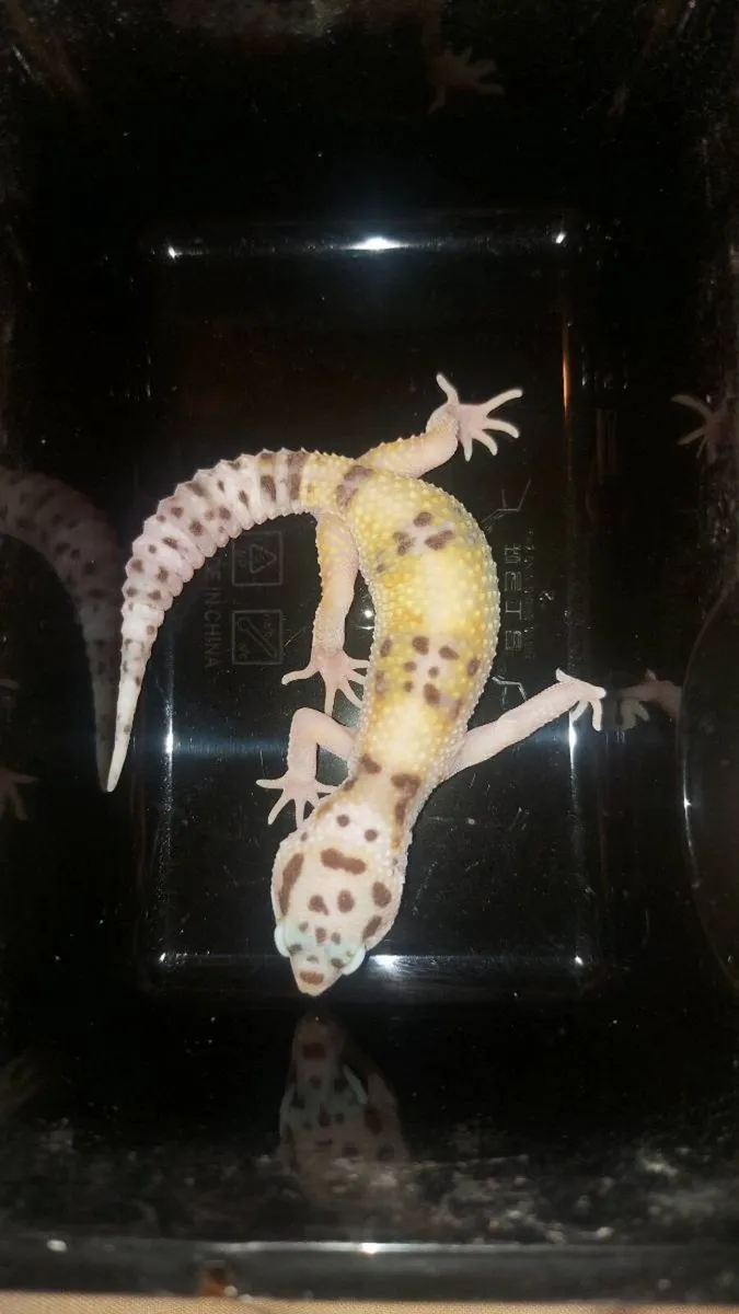 Leopard and crested geckos - Image 3