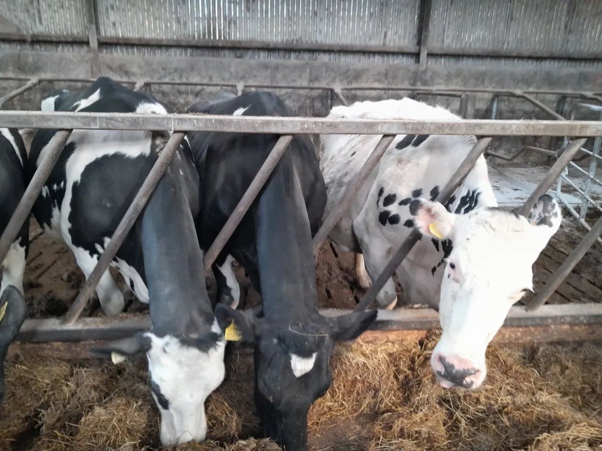 Dairy cows - Image 1