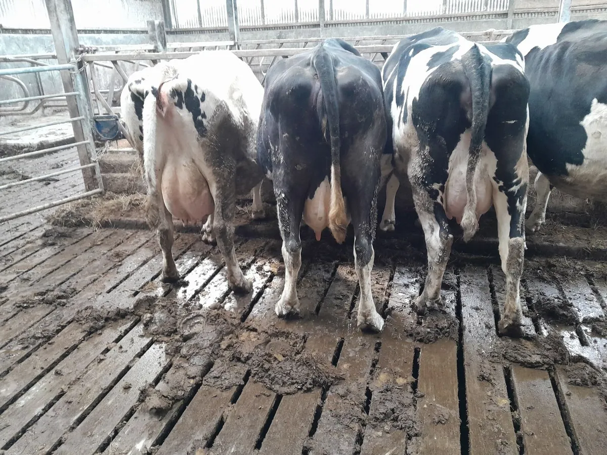 Dairy cows - Image 2