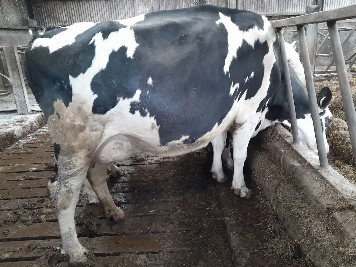 Dairy cows - Image 3