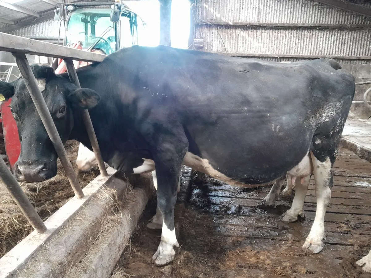 Dairy cows - Image 4