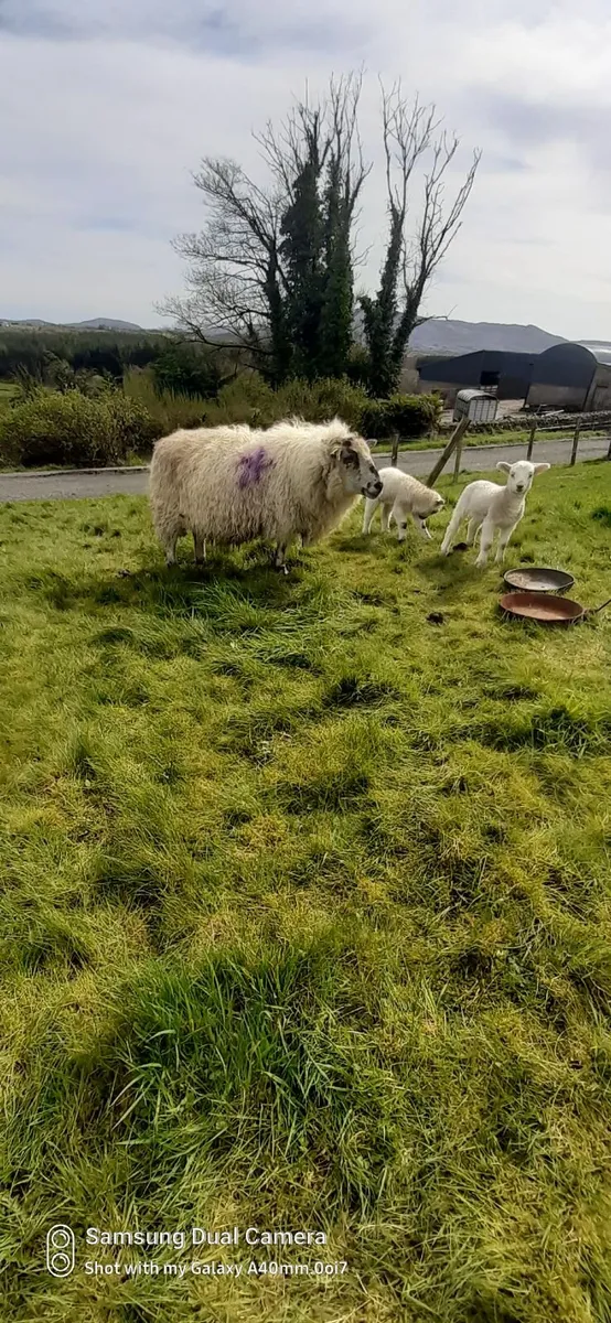 Ewes and lambs - Image 1