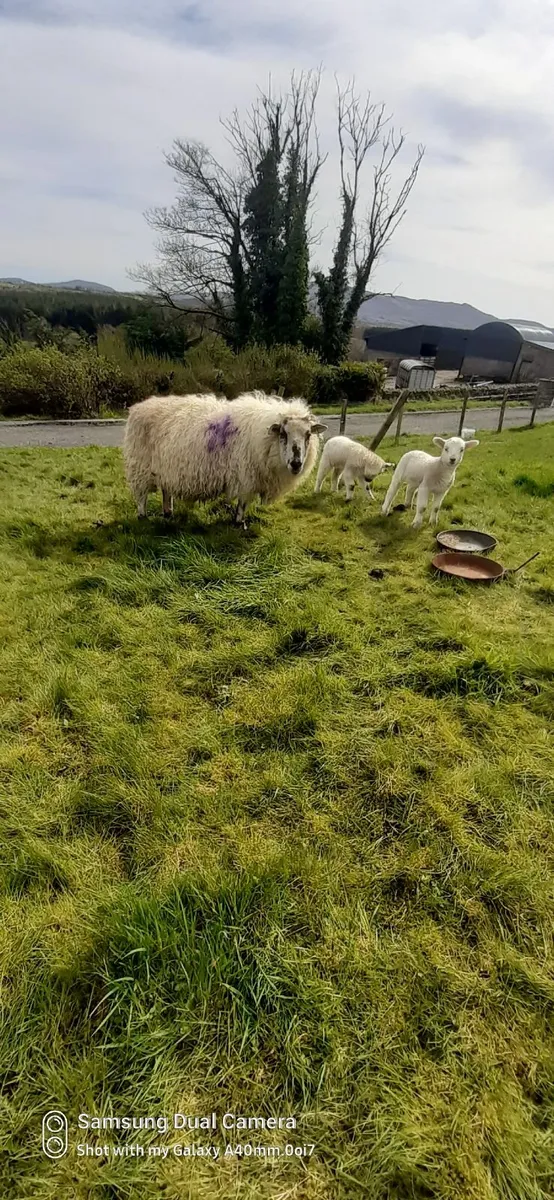 Ewes and lambs - Image 2