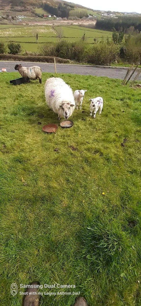 Ewes and lambs - Image 3