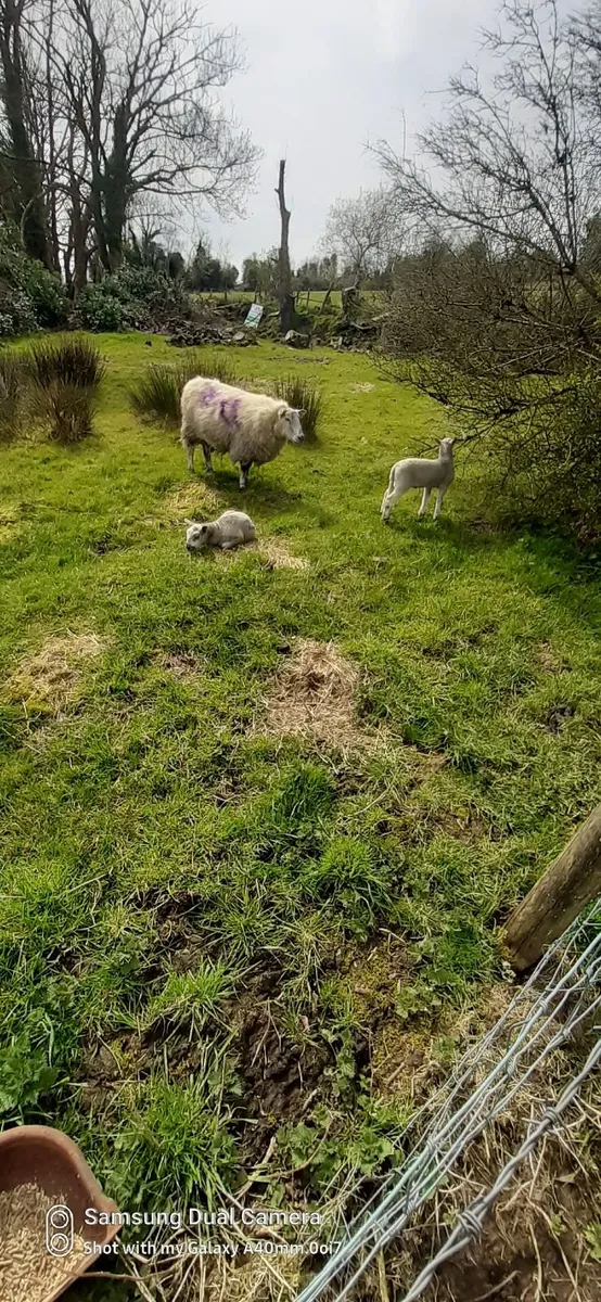 Ewes and lambs - Image 4