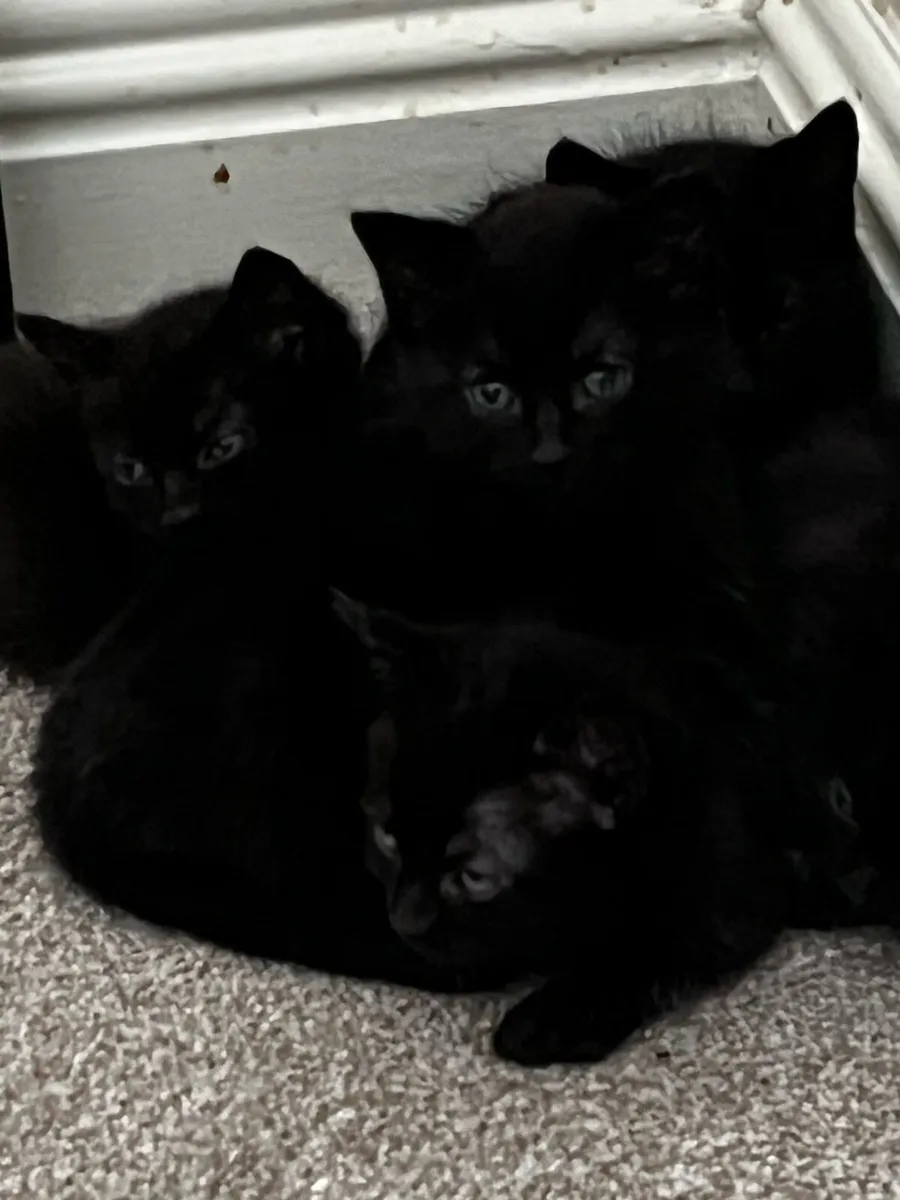 Kittens - Image 4
