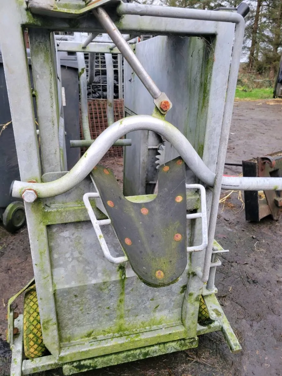 Condon calf dehornig crate - Image 1