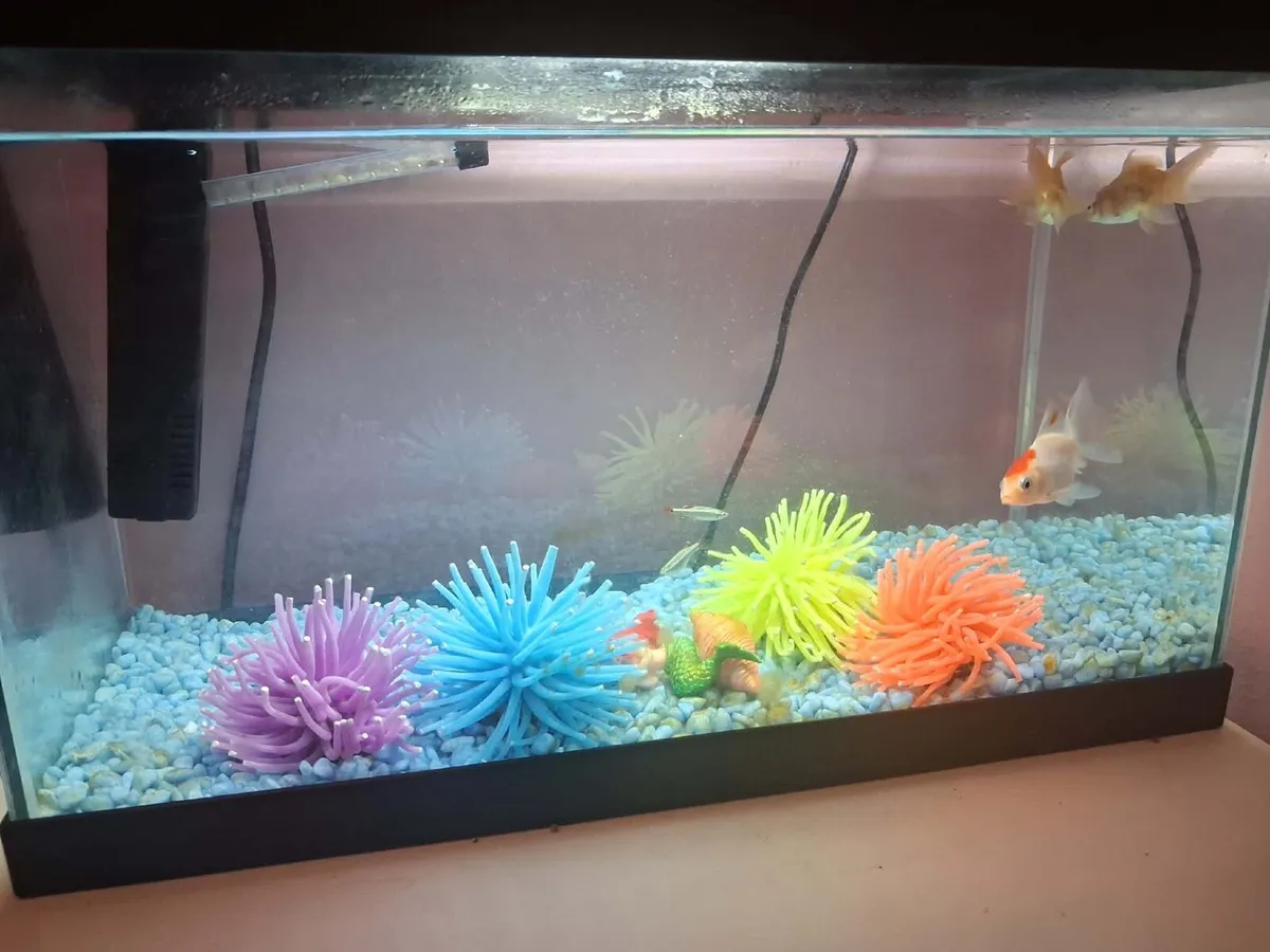 Goldfish free tale with tank - Image 1