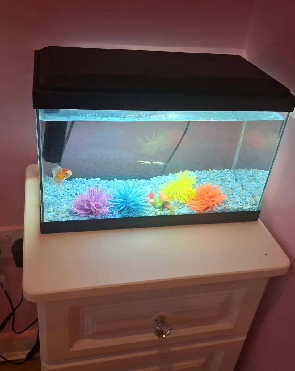 Goldfish free tale with tank - Image 4