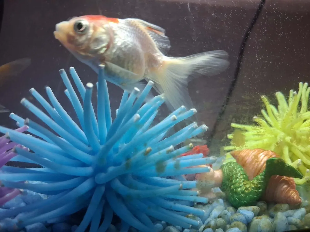 Goldfish free tale with tank - Image 2