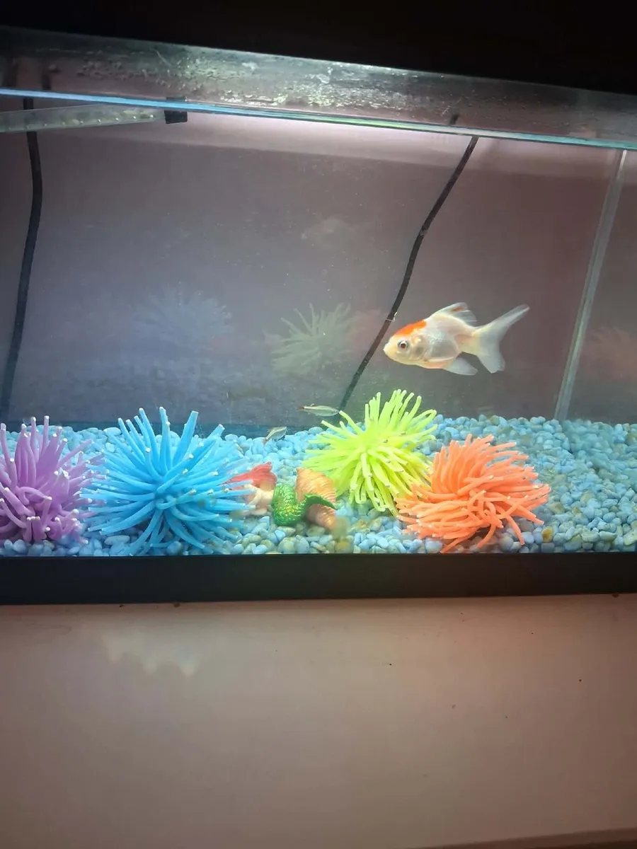 Goldfish free tale with tank - Image 3