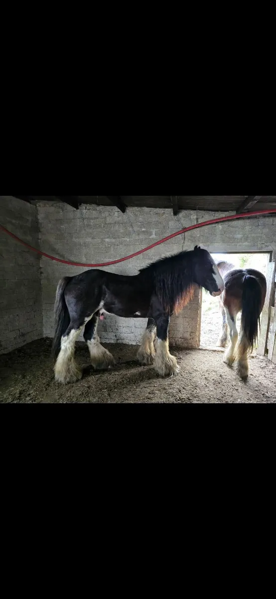 clydesdale stallion - Image 4