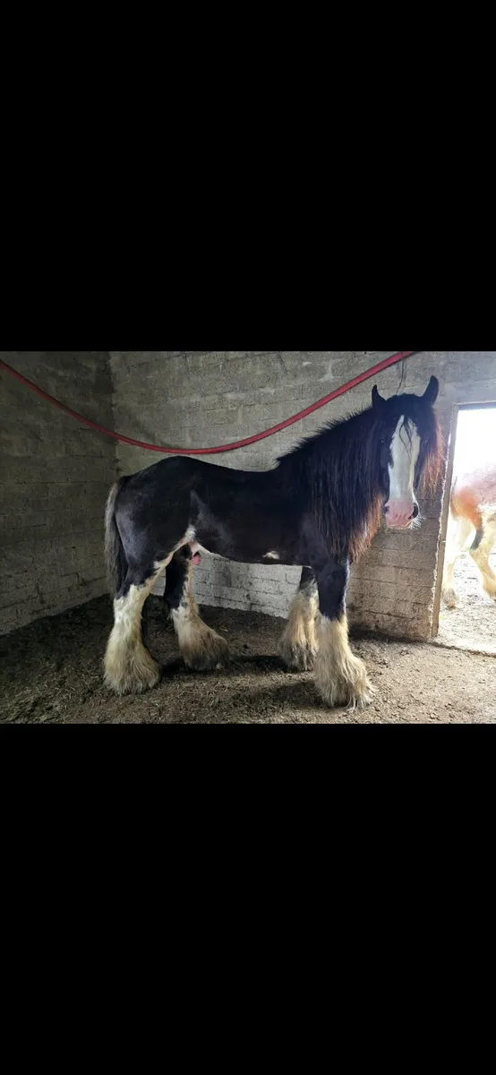 clydesdale stallion - Image 1